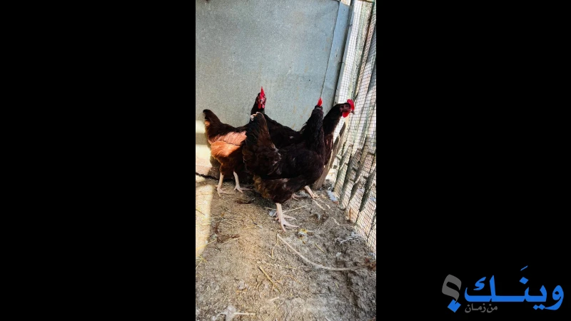 صيصان رود ايلند انجليزي