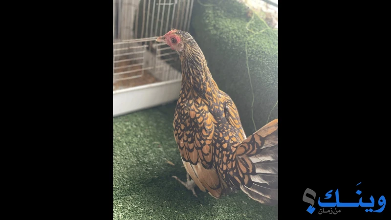 جوز سبرايت كرميدي