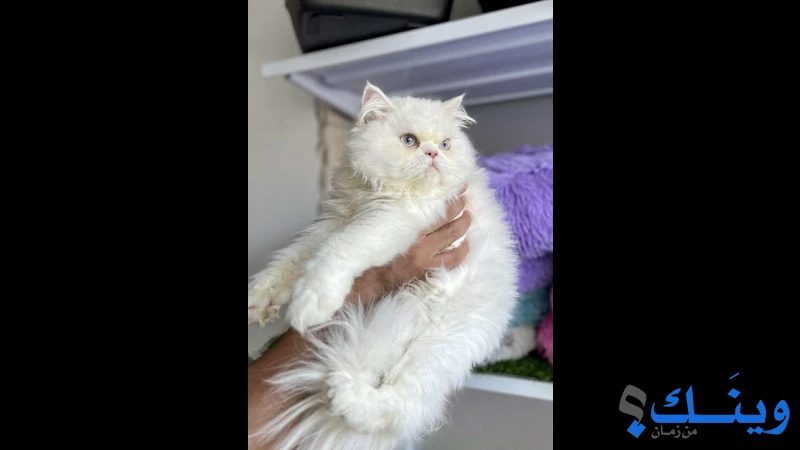 ذكر شيرازي للتبني