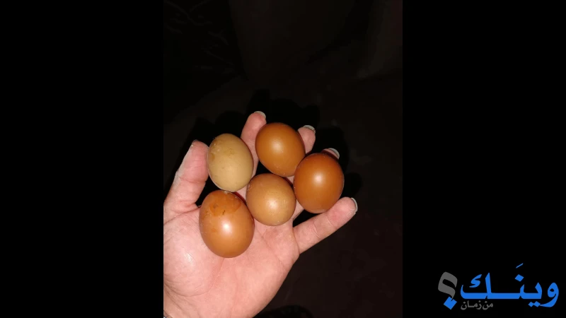 4 دجاجات وديك مارنس للبيع