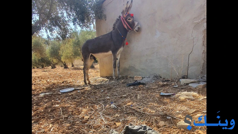جحش 3 سنين