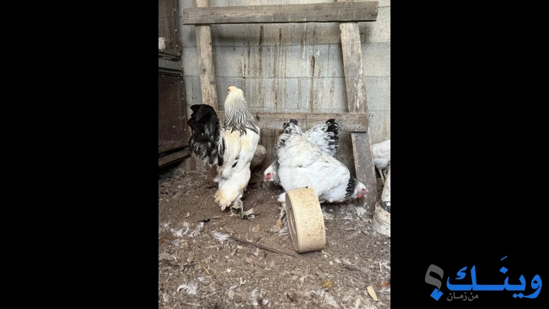 فرختين وديك برهومي