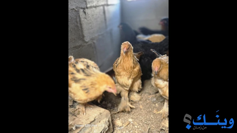 فراخ بف بلجيكي