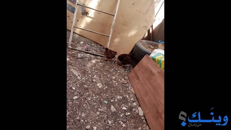 جوز دجاج رووت اليند