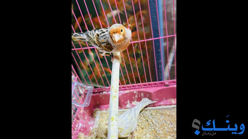 ذكرين من  أوبال نيكل