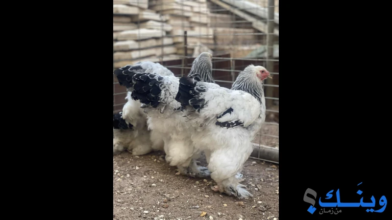 5 جاجات وديكين براهما لايت مختومات