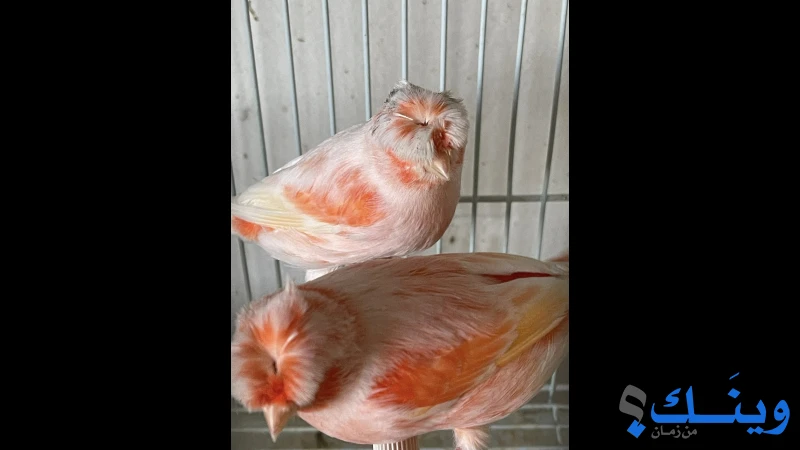 زريعة طيور مختلفات في الحجم واللون وبصحة جيدة