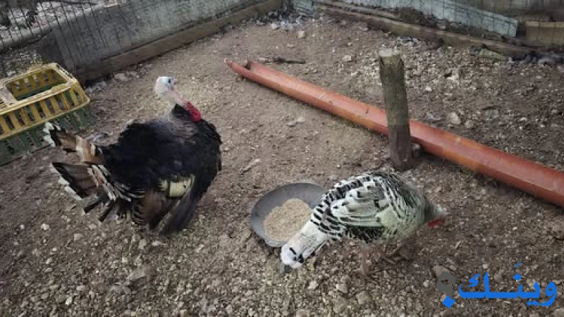 متاح جوز حبش للبيع