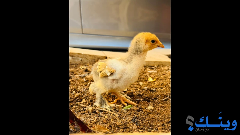 فراخ براهما مستوايت نخب