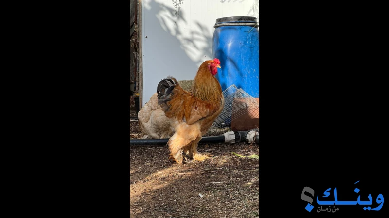 ديكين برهومي