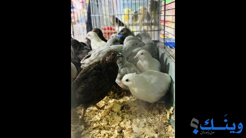 30 جوز فري صيني