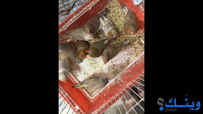 فنك جامبو عدد 10