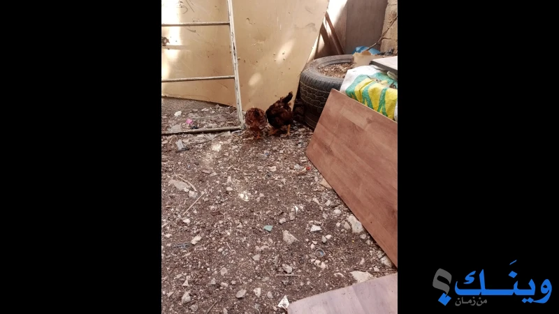 جوز دجاج روت أليند انجليزي