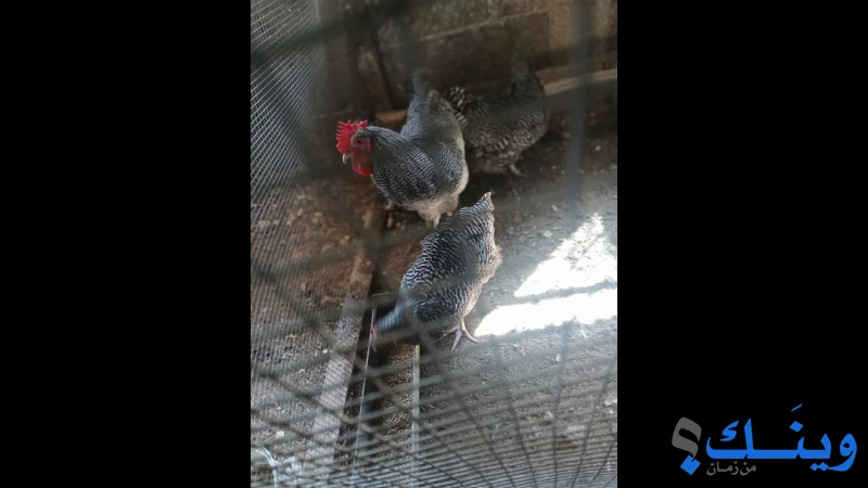 بيض بلايمث روك صنفين