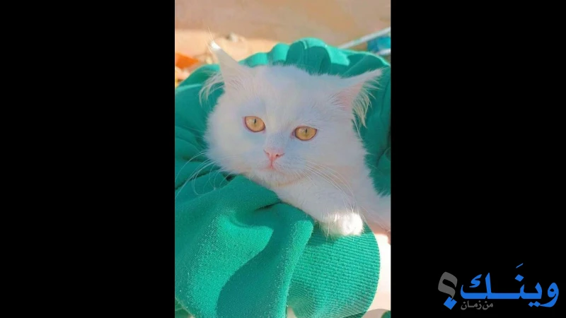 قط شيرازي