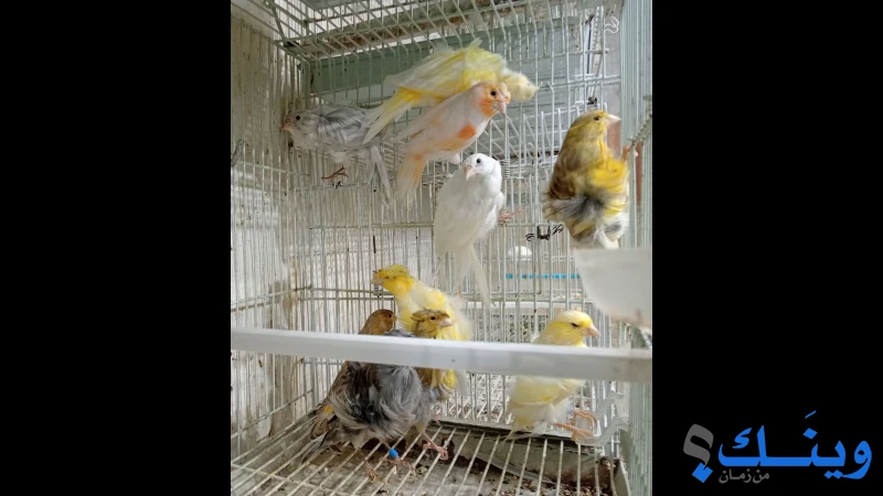 ديمورفك أحمر و  أصفر