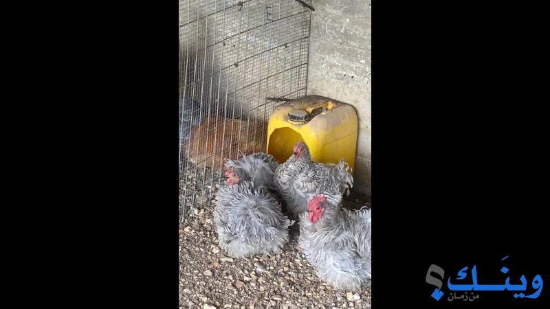 فراخ من أنواع مختلفة من الدجاج