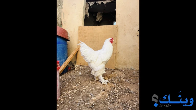 ديك براهما ثلجي وديك براهما ليموني