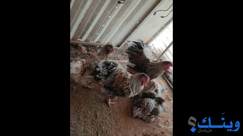 3 دجاجات وديكين واينتد