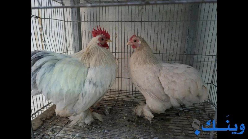 جوز كوتشينا