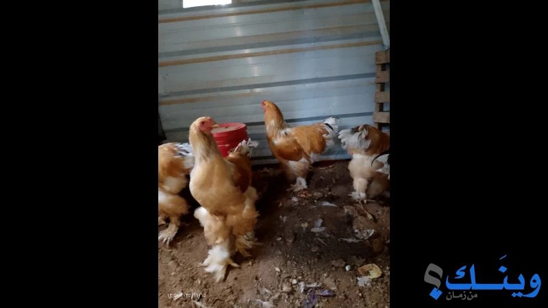 ديوك براهمي عمر سبع شهور