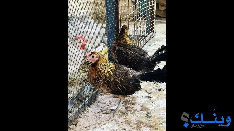 فرختين فنكس ذهبي