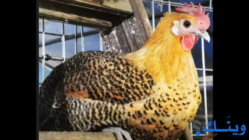 جاج فيومي دهبي