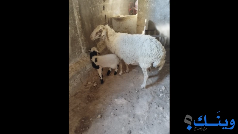 نعجة بلدوزر