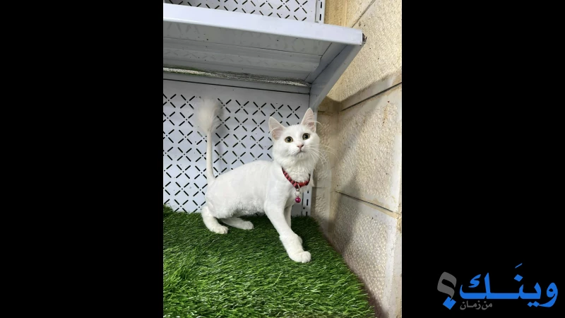 أنثى شيرازي للتبني