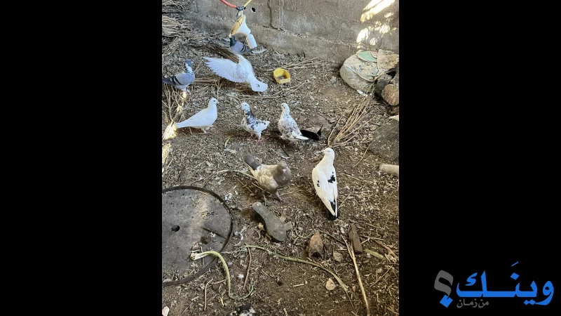 15 _ 18 جوز حمام