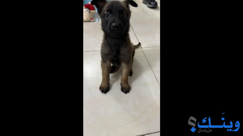 كلب أنثى عمر 45 يوم