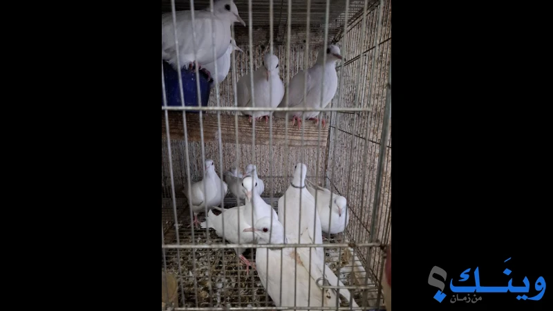 أفراخ يمامة طوق أسود