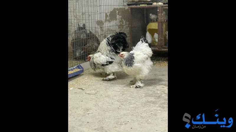 دجاج لايت عمر 7 شهور