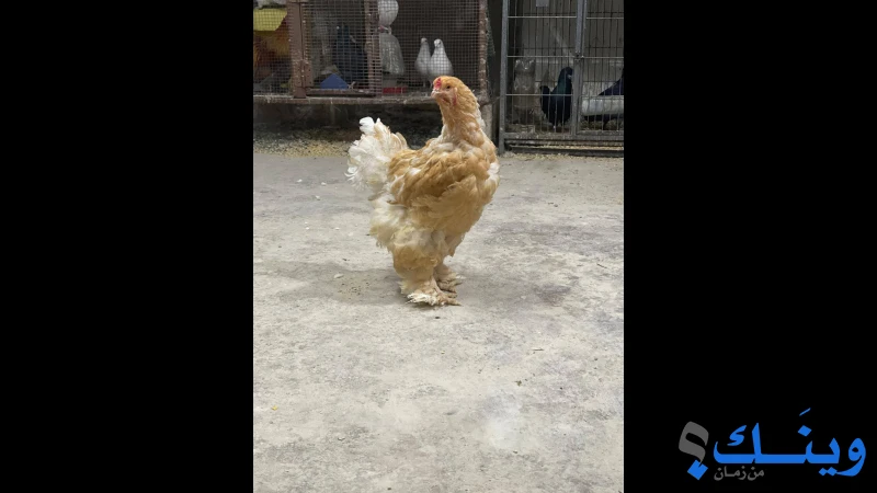 جوز لموني مستوى عالي شغال