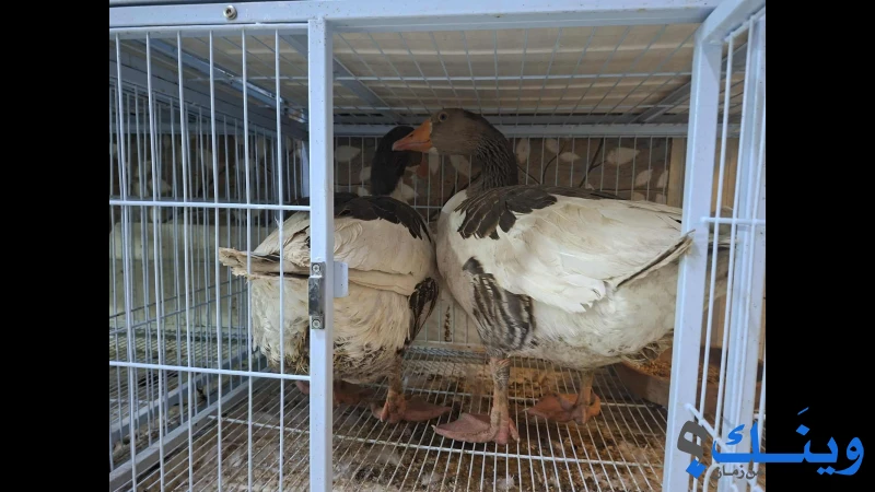 انثايتين وذكر وز