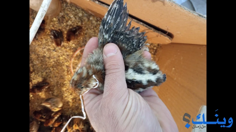 صيصان كوتشينا بلاك موتدد