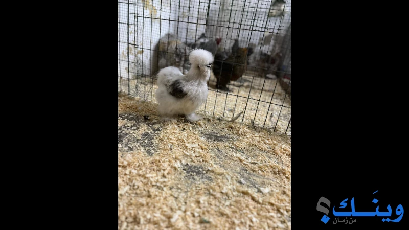 فرخة قطني بانتد