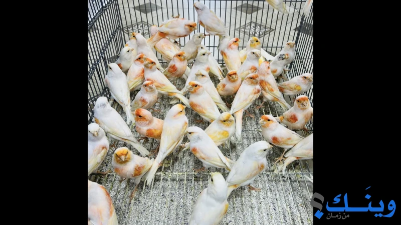 نقلة ديمورفك موزاييك أحمر