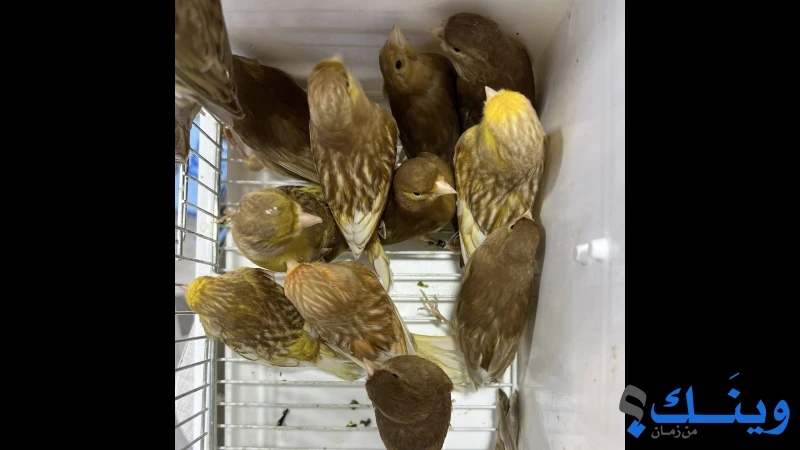 طيور فايو / حامل فايو