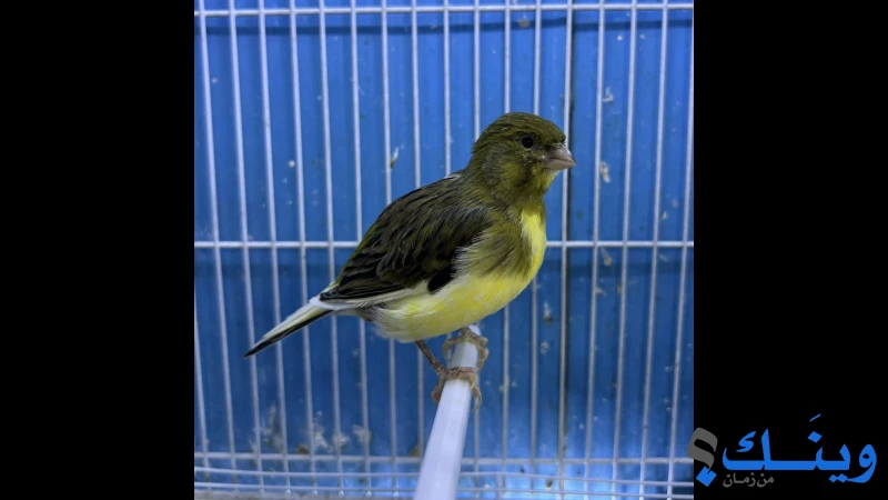 كناري الفيفي فانسي