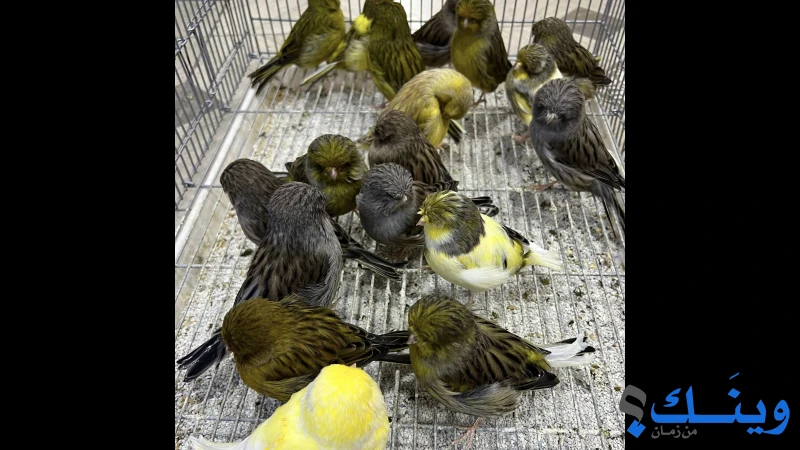 كناري نيرويش