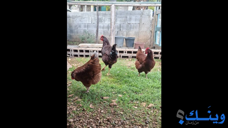 جاجتين وديك رد أيلاند