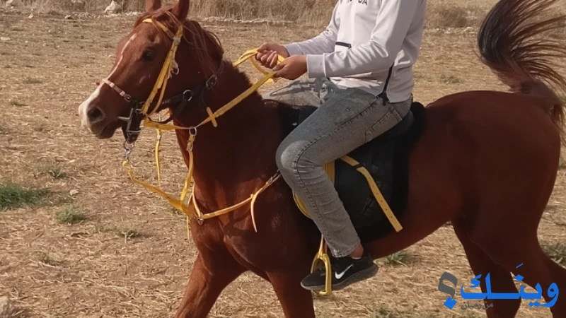 حصان