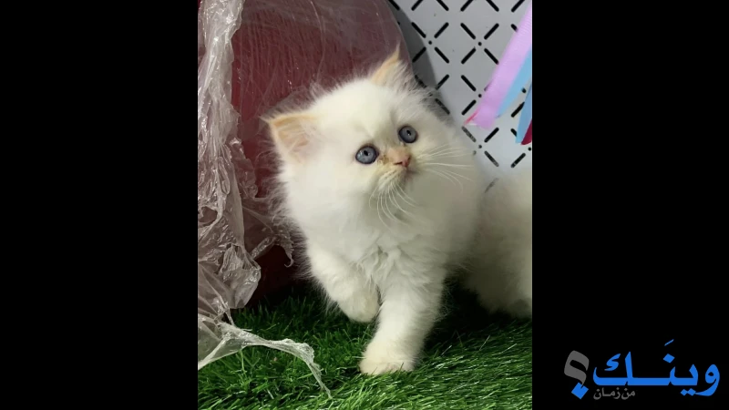 إناث همالايا