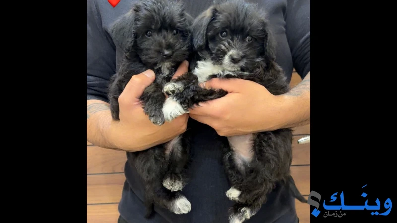 انثى مالتيبو