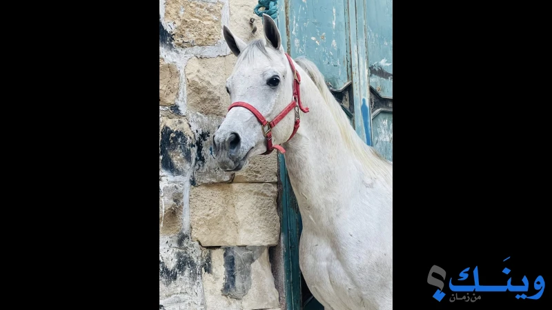 حصان