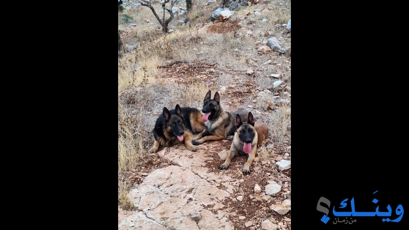 جيرمن ومالينو