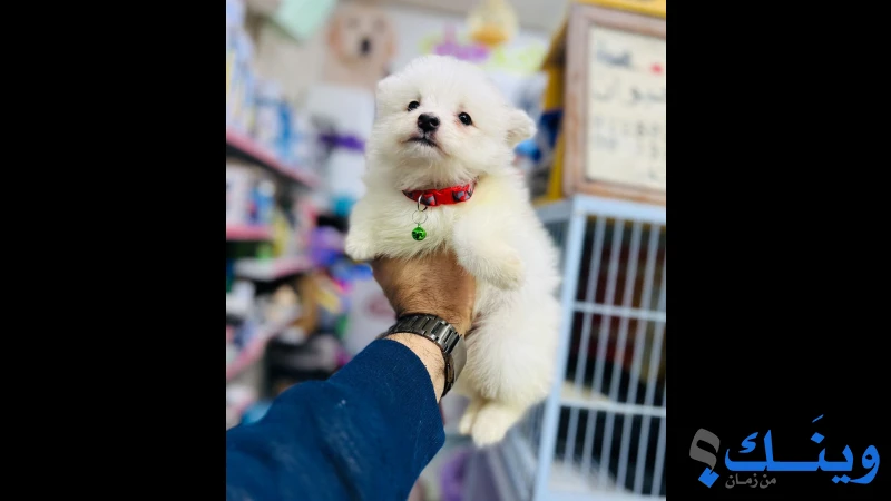 جراء مني بورمنيان