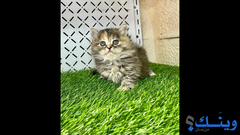 سكوتش ستريت