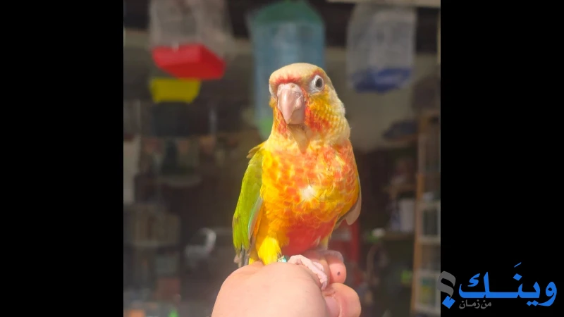 Green cheek pineapple